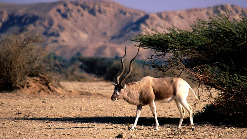 Addax on the Range
